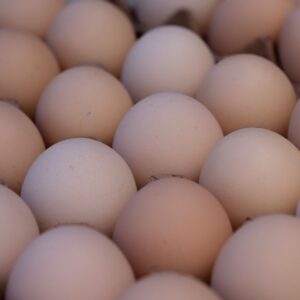 Big size eggs